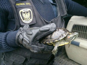 Żółw znaleziony na ul. Zamiejskiej /fot. straż miejska